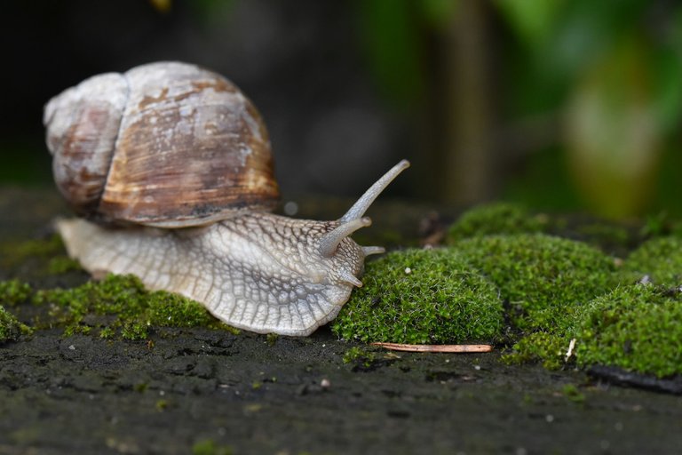 Snail garden moss bench 2.jpg