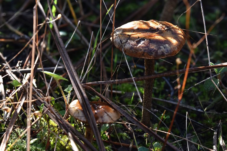 mushrooms needles 3.jpg