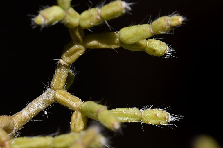 Rhipsalis pilocarpa bloom 2023 5.jpg