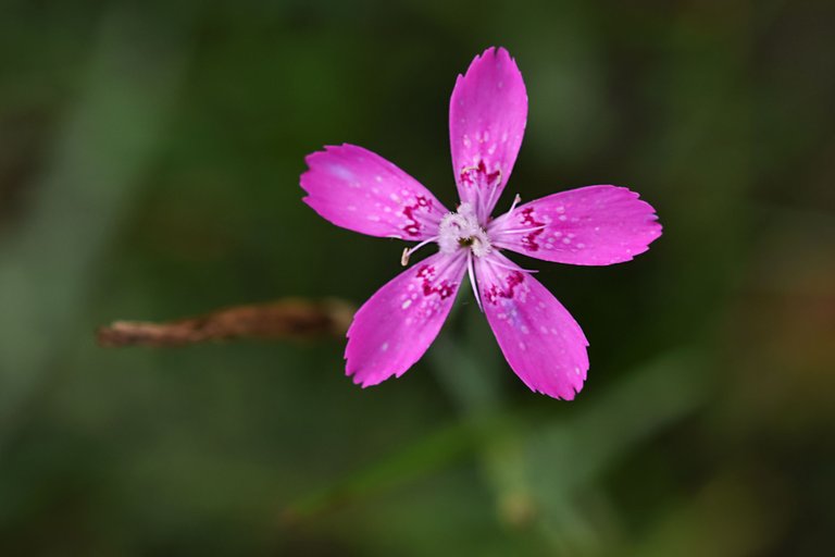 Dianthus deltoides wild carnation pl 4.jpg