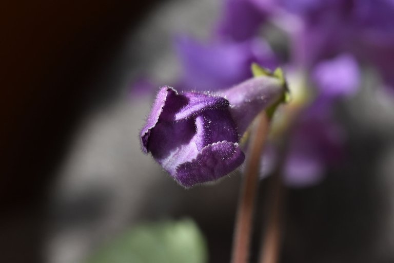 Streptocarpus purple bud.jpg