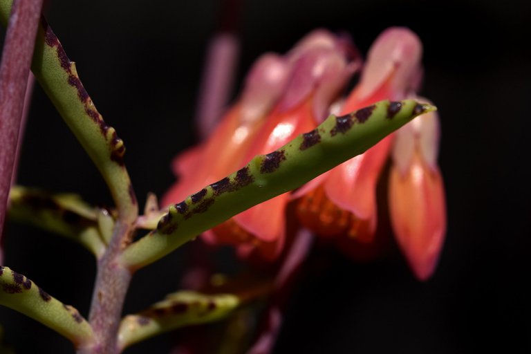 kalanchoe lucky bells 2023 flowers 2.jpg