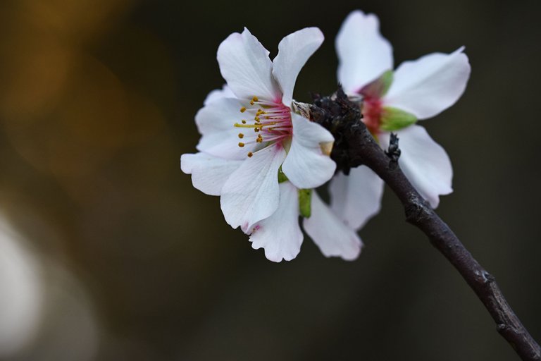 Almond blossom jan  2.jpg
