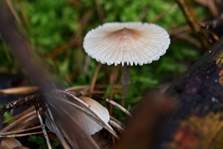 white daisy mushrooms pl 1.jpg