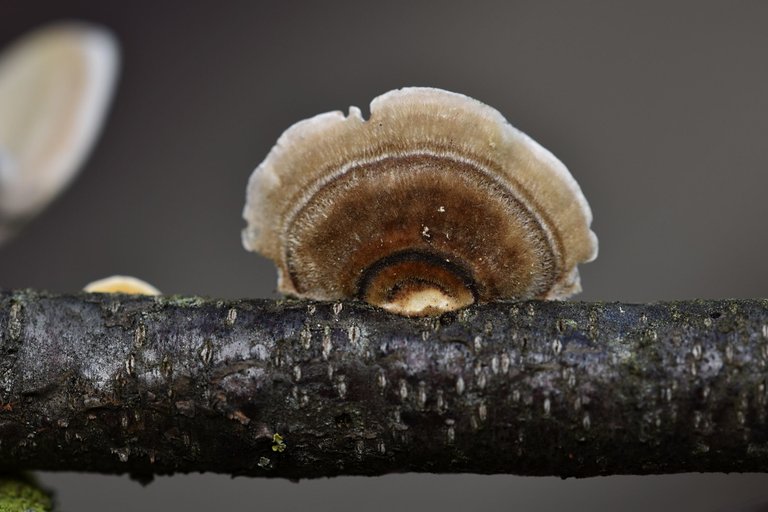 mushrooms on a stick 4.jpg
