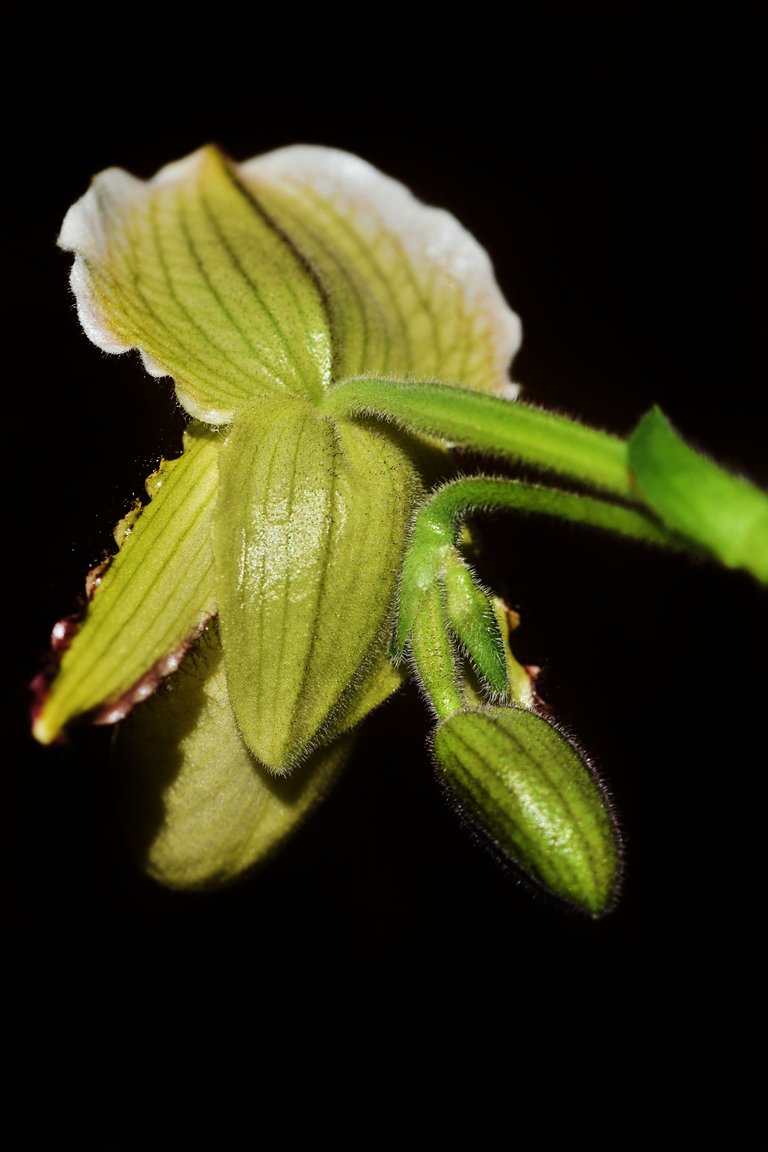 paphiopedilum pinocchio 3.jpg