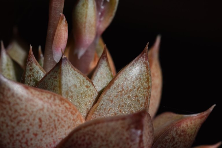 echeveria purpusorum flowers 3.jpg