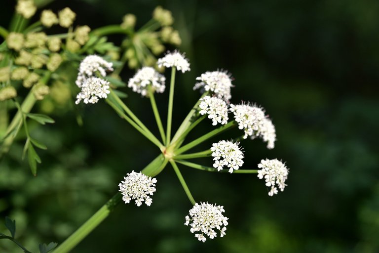 Water-dropwort 1.jpg