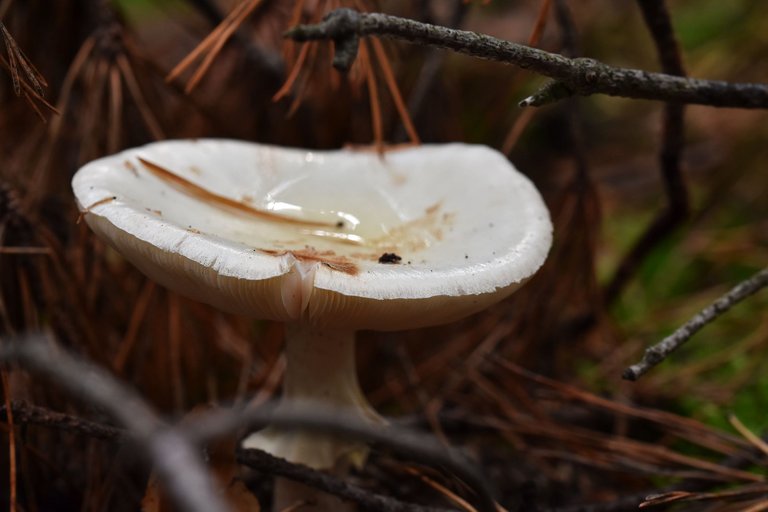 Amanita citrina white mushrooms pl 8.jpg
