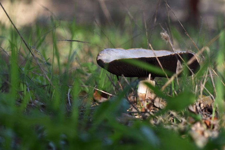 white mushrooms black gills pt 2.jpg