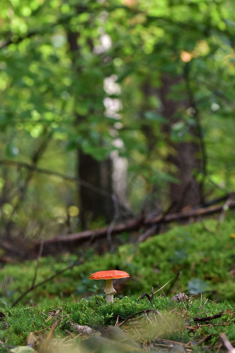 moss mushrooms pl 4.jpg