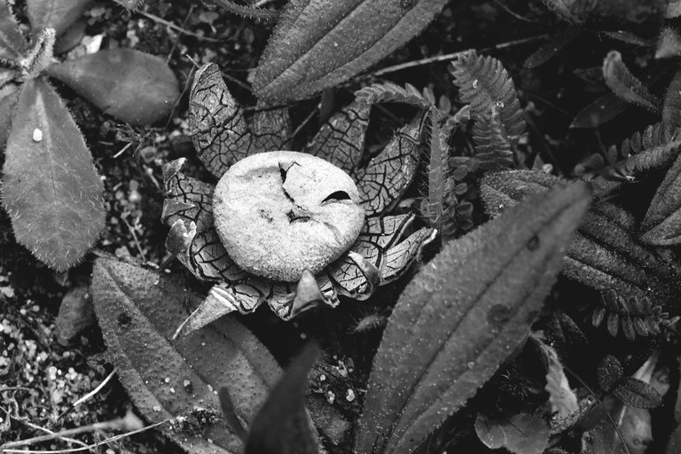 Astraeus star mushrooms bw 5.jpg