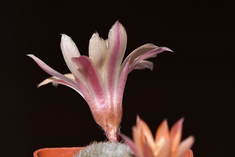 Rebutia heliosa cv. sunrise 2022 9.jpg