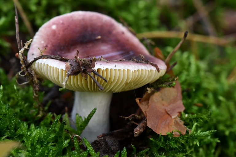 Russula purple mushrom pl 3.jpg