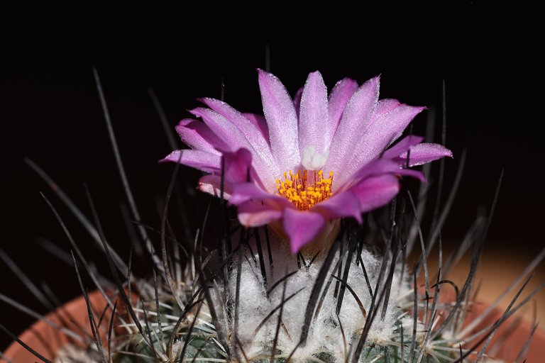 turbinicarpus viereckii 2024 7.jpg