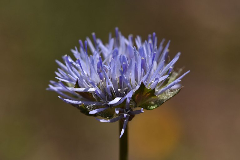 Jasione montana blue wildlower 4.jpg