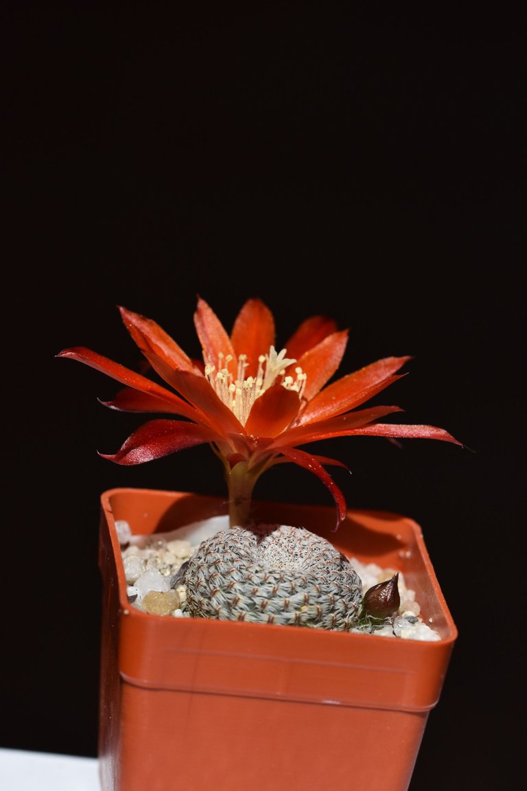Aylostera heliosa var. condorensis flower 2021 1.jpg