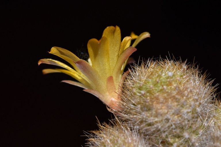 Rebutia Fabrisii var. Aureiflora 2022 3.jpg
