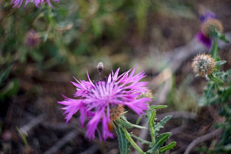 thistle bee helios bokeh 6.jpg