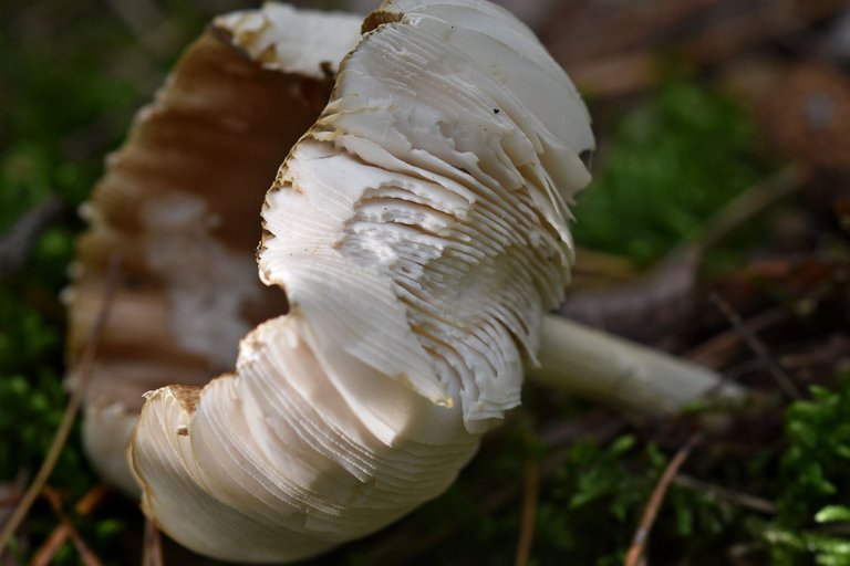 Amanita pantherina pl 1.jpg