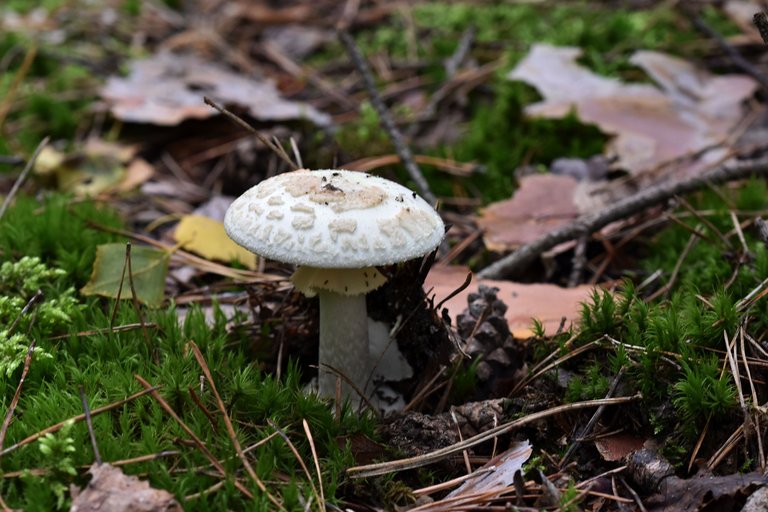 White amanita pl 8.jpg