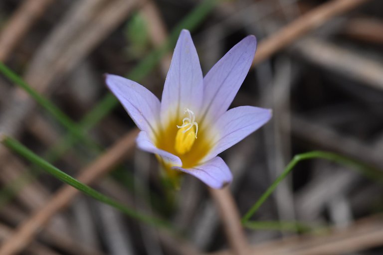 Romulea ramiflora flower 9.jpg