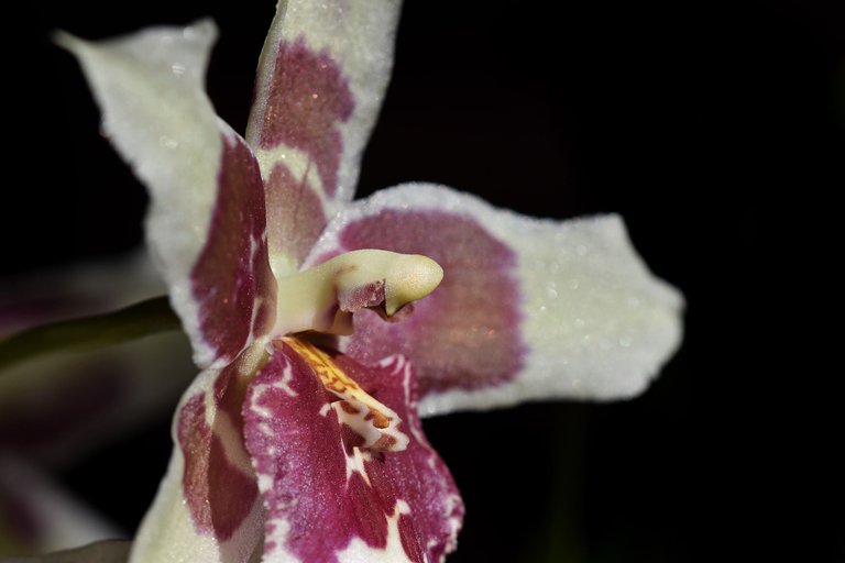 Beallara Tahoma Glacier 2021 3.jpg