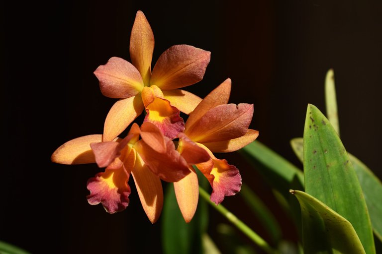 Cattleya Little Lemon Drops x Cattleytonia Why Not 2.jpg