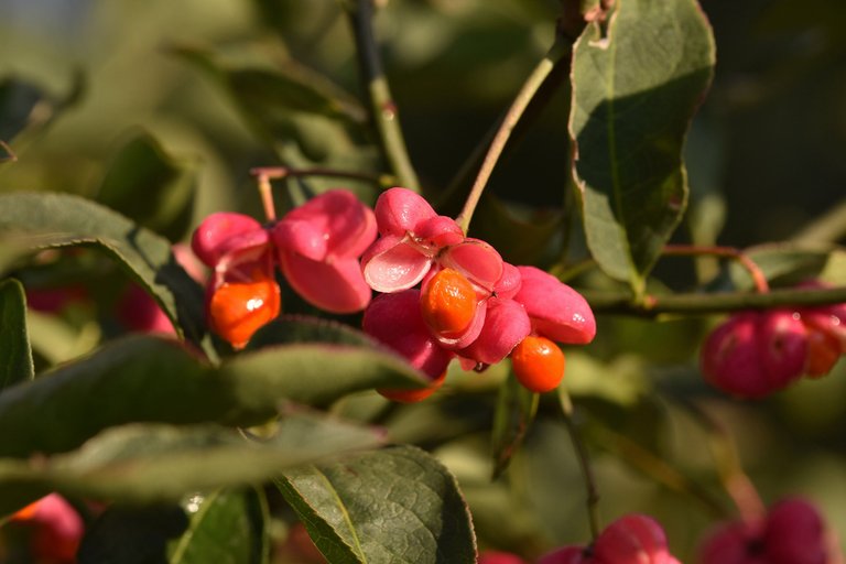 Euonymus europaeus trzemielina fruits pl 1.jpg