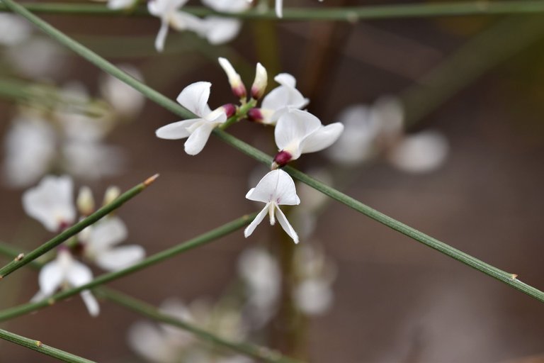 Retama monosperma bridal broom flowers 8.jpg