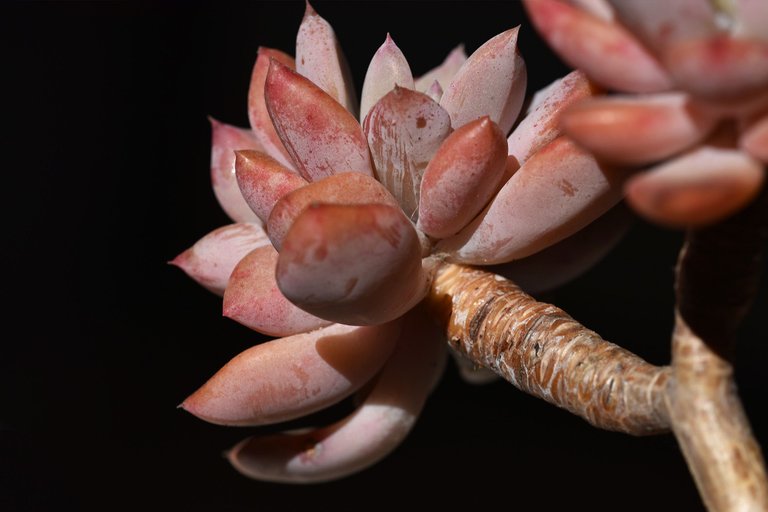 Echeveria split rosette 5.jpg