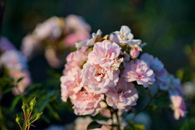 pink rose jupiter 1.jpg