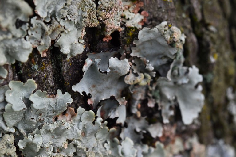 Parmelia lichens olive tree 2.jpg