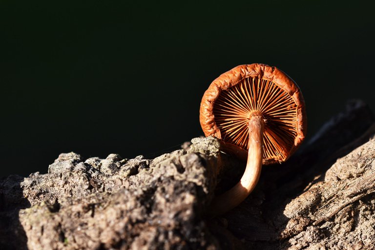 Orange mushroom cork tree 7.jpg