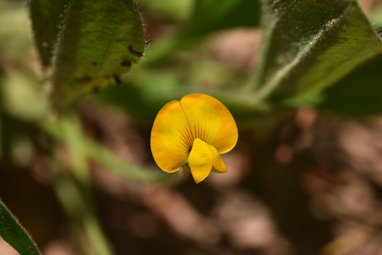 Single-flowered Scorpiurus yellow wildflower 1.jpg