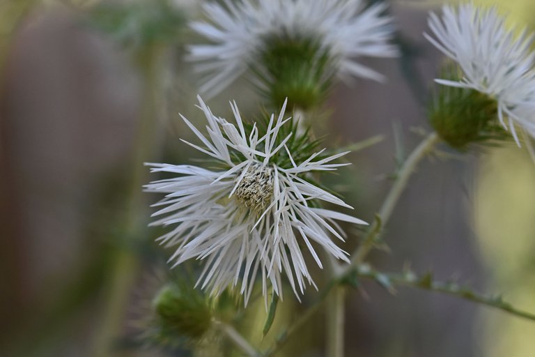 Giant thistle park 10.jpg