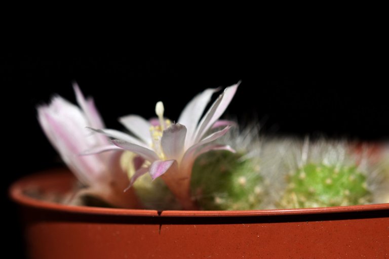 Rebutia Albiflora flower 2021 4.jpg