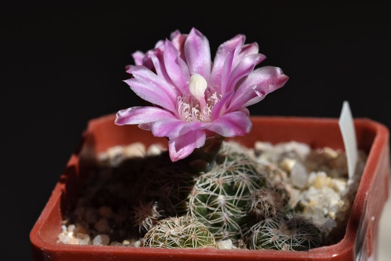 Gymnocalycium Bruchii 2021 2.jpg