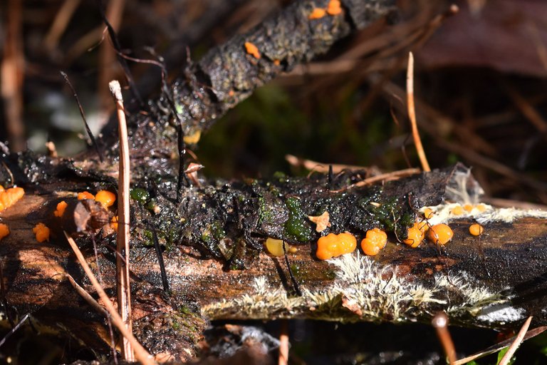 tiny mushrooms stick 5.jpg