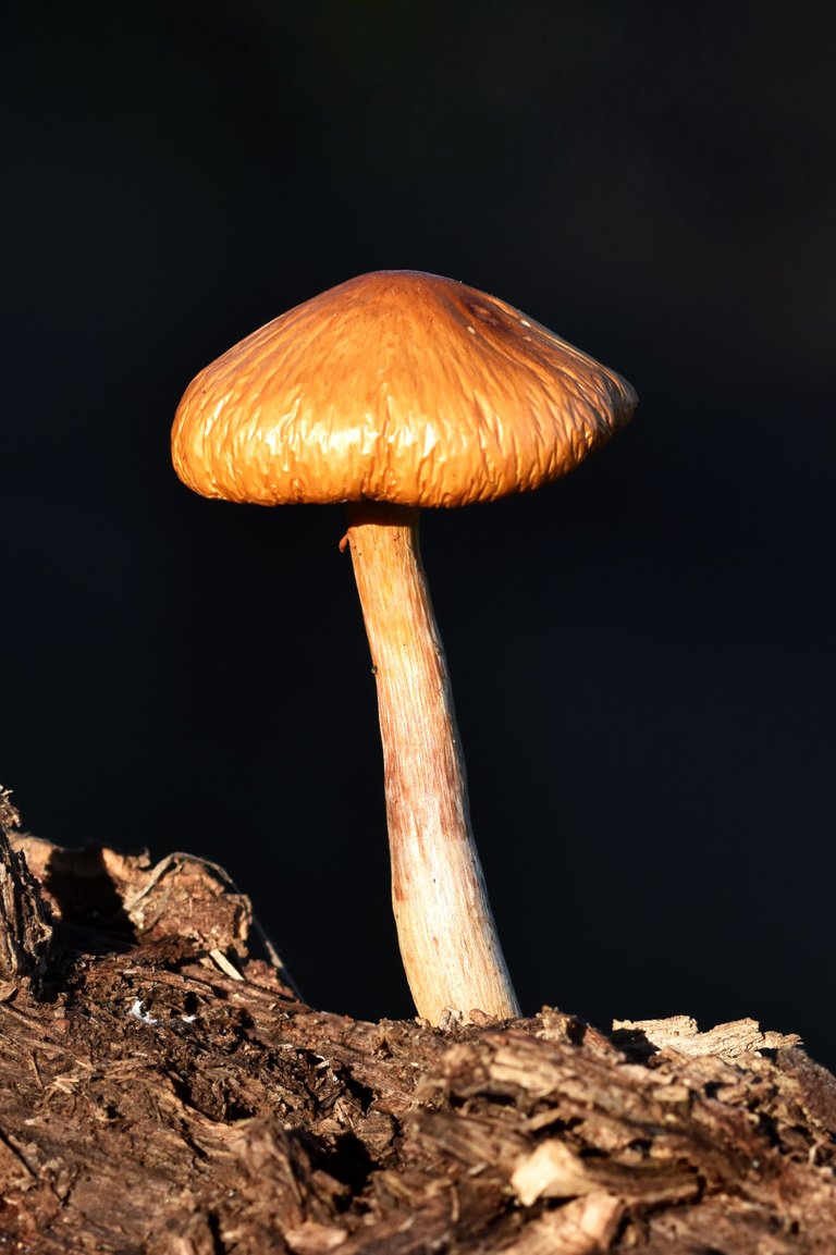 Gymnopilus suberis orange mushroom cork bark 3.jpg