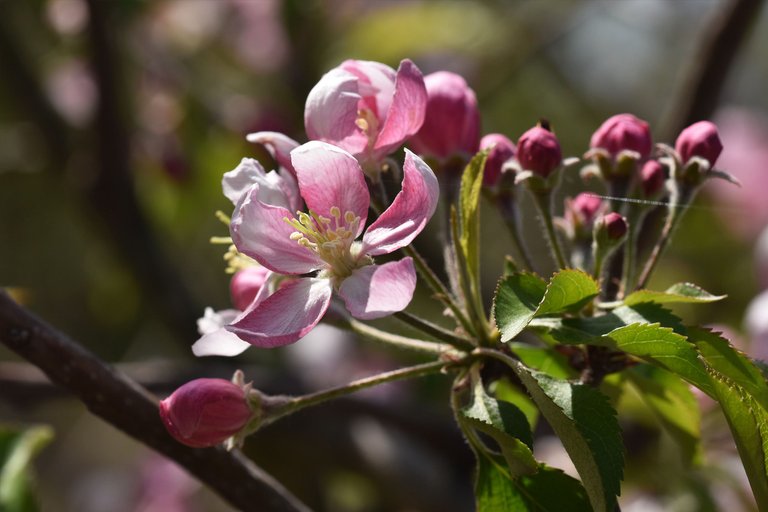 fruit tree blossoms 8.jpg