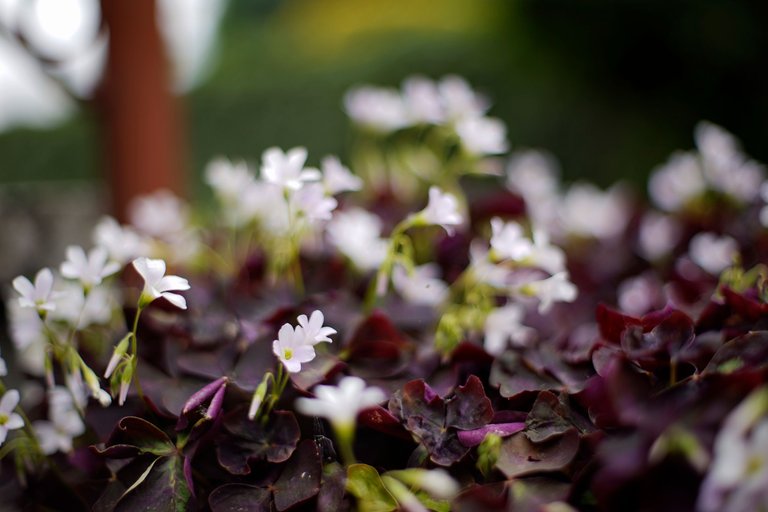 oxalis takumar.jpg