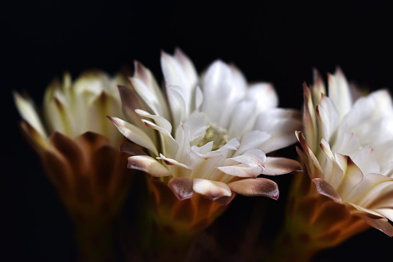 Gymnocalycium white flower 2025 8.jpg