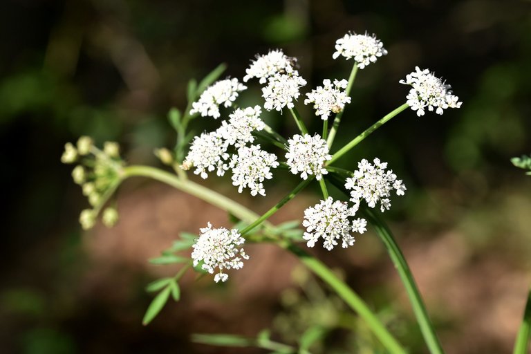 Water-dropwort 2.jpg