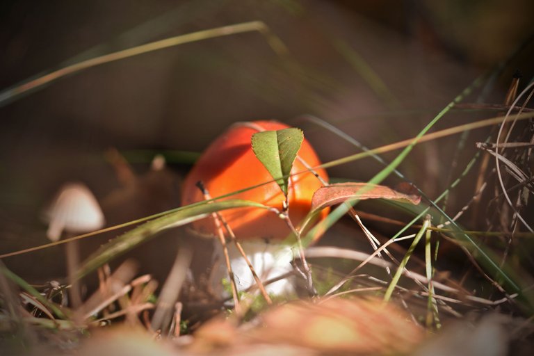 orange mushrooms pl 6.jpg