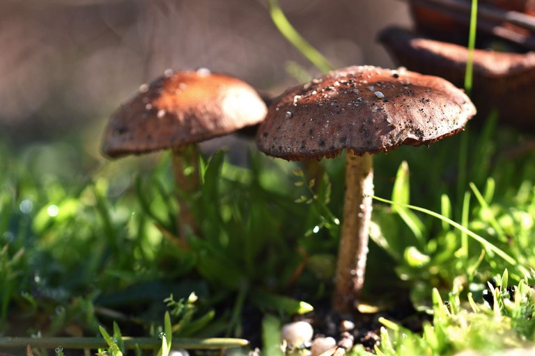 mushrooms park low angle 2.jpg