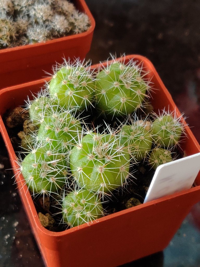 2024 seedlings Notocactus Ottonis 2025 3.jpg