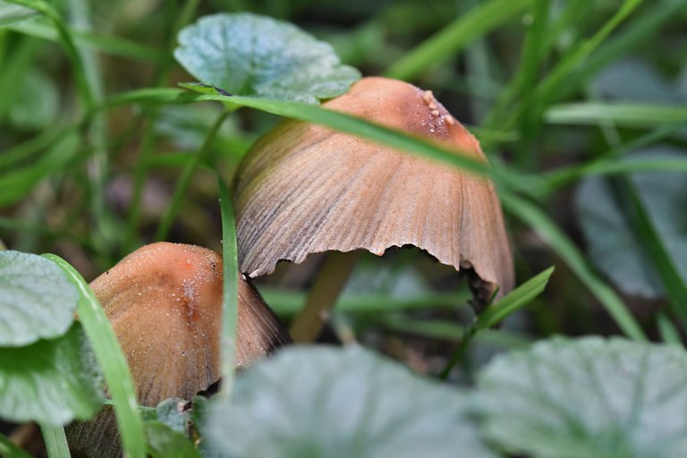 mushrooms garden grass 4.jpg