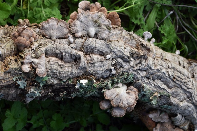 cork branch mushrooms 7.jpg