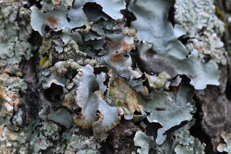 Parmelia lichens olive tree 5.jpg